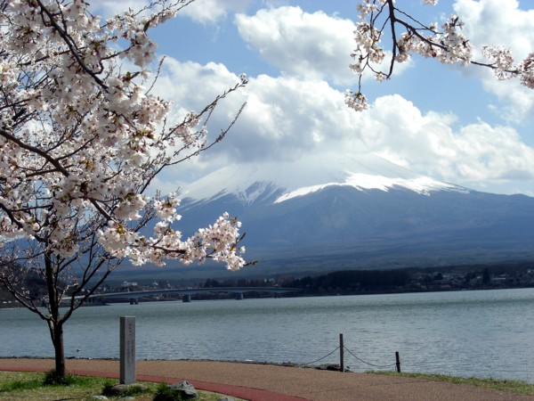 11河口湖桜♪.jpg